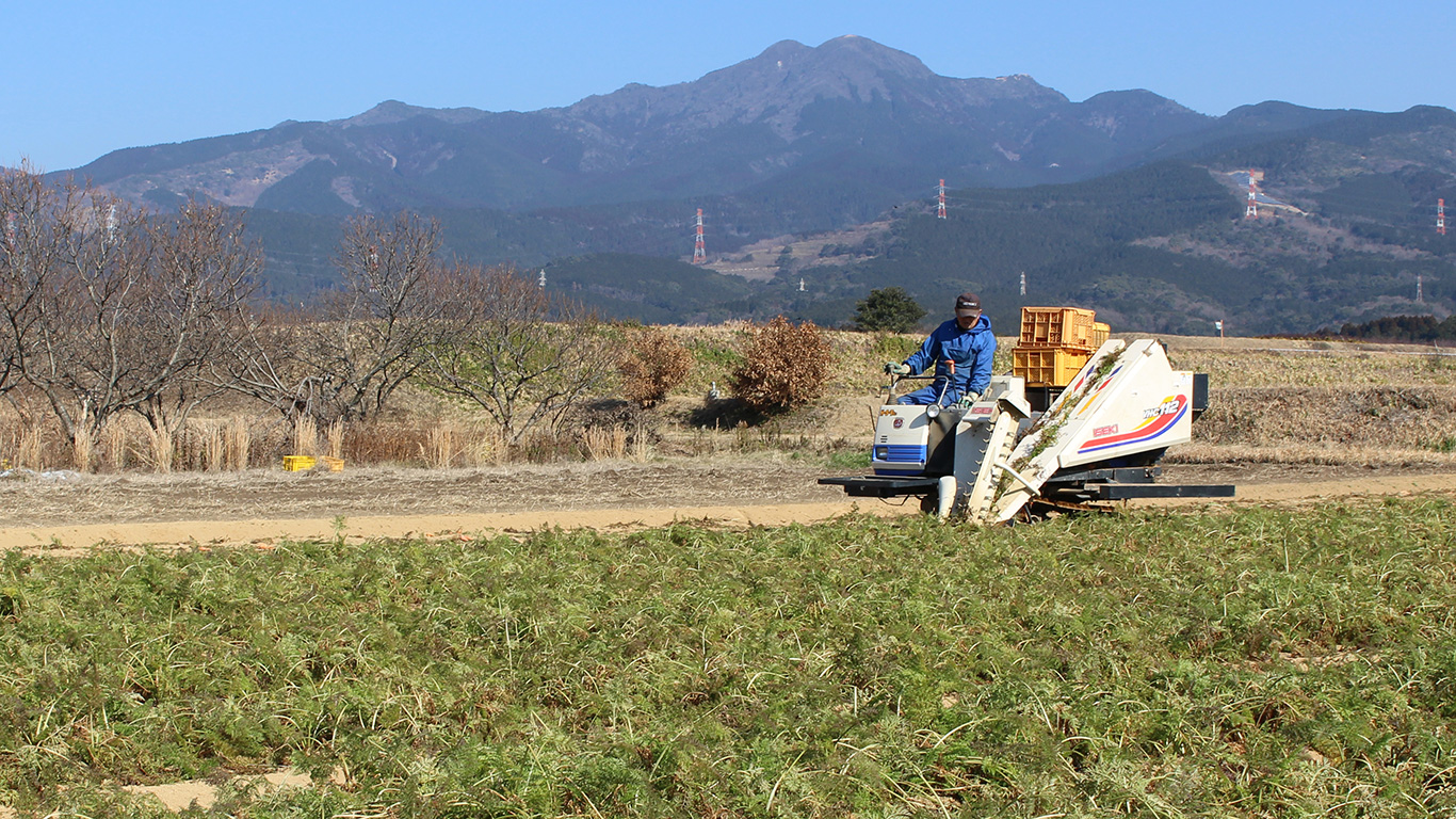 にんじん収穫風景