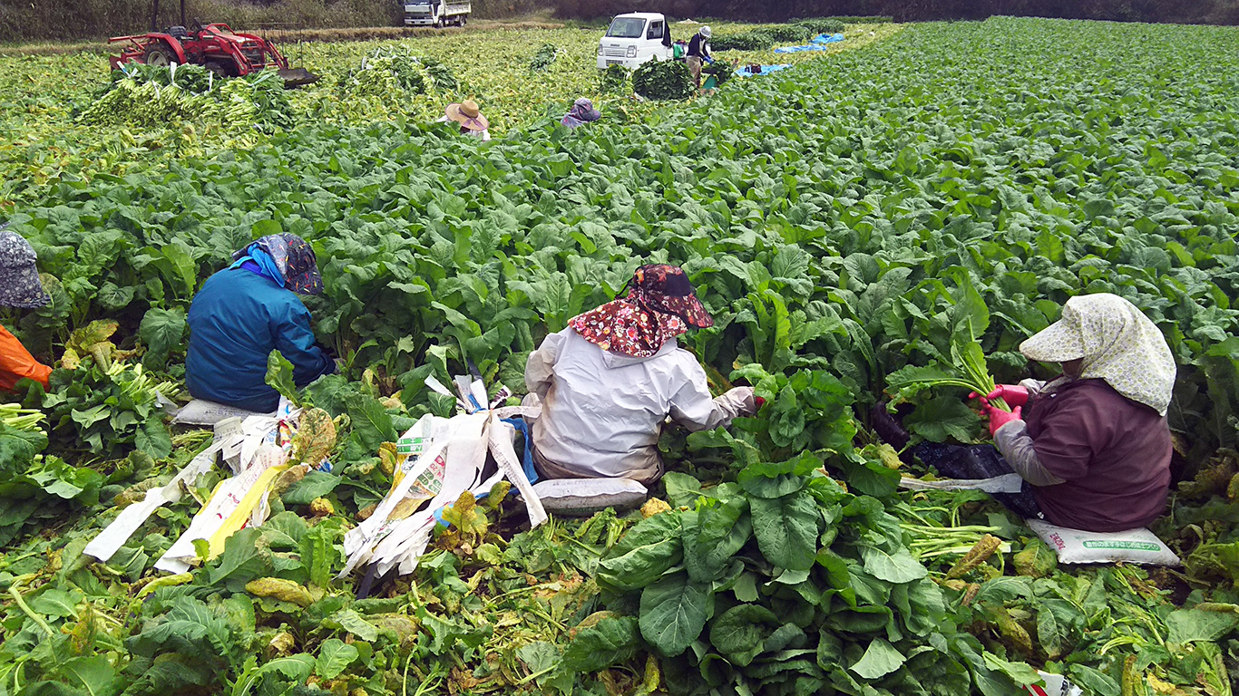 高菜収穫風景